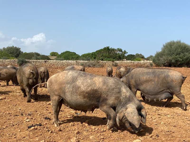 Schwarzen Schweine von Mallorca