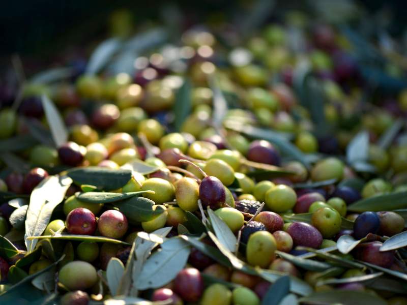 Oliven frisch geerntet