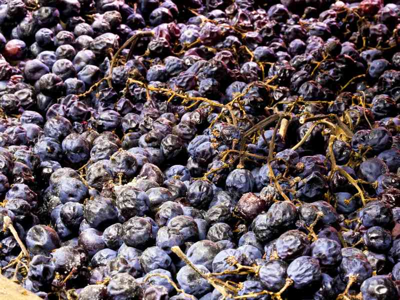 Konzentrierte Weintrauben